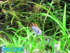 gocool.co.il Niryan