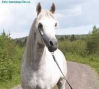 barrskogsfilm.se Nishaal