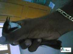 mobshare.in Nishada