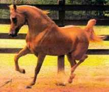 Nishan