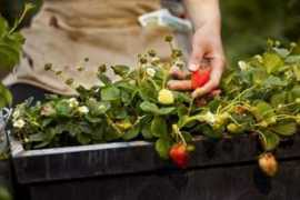 gardening.about.com Nisian