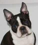 mersu.kennel.ee Nispet