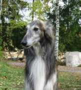 windhund-fachverlag.de Nispu