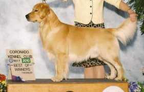 dogwebs.net Nistar