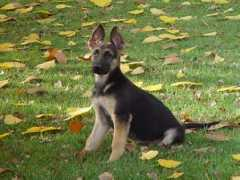 salhausgermanshepherds.com Nitchie