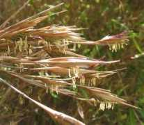 scientificlib.com Nitida