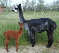 alpaca-farm.com Nitika