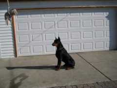 dobermann-review.com Nitros