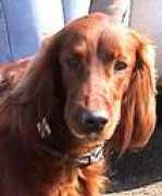 huntdogs.narod.ru Niury