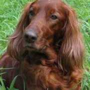 huntdogs.narod.ru Niury