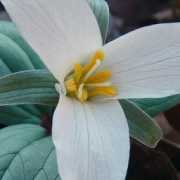 missouriplants.com Nivale