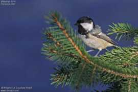 oiseaux.net Nivart