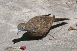 oiseaux.net Nivart
