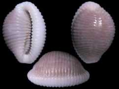 gastropods.com Niveria