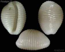 gastropods.com Niveria