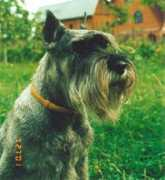 bestschnauzer.ru Niveta
