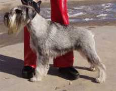 bestschnauzer.ru Niveta