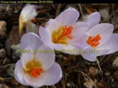 greekmountainflora.info Niveus