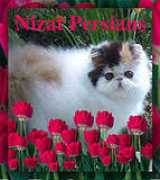 lisalight.com Nizat