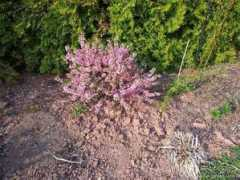 about-garden.com Nizka