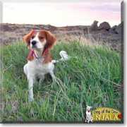 dogoftheday.com Njala