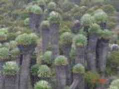 biodiv.be Nkula