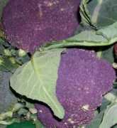 dipbot.unict.it Nnatali