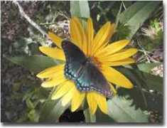 internetclipart.com Nnature
