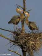 stonybrookcc.com Nnature