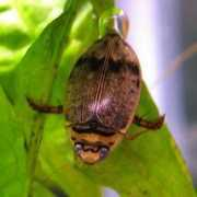 bugguide.net Nnelson