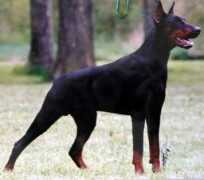 dobermann-review.com Nnino