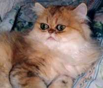 dolores.bauchet.free.fr Nobelia