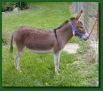 elmsfarm.com Noberta