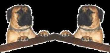 thedogoforlok.com Nobnob