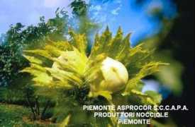 nocciolapiemonte.it Nocciola