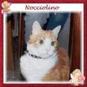 lnx.micimiao.it Nocciolino
