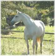 moonstruckmeadows.com Nochera
