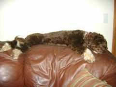 houndhike.com Nochet