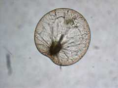 oceandatacenter.ucsc.edu Noctiluca