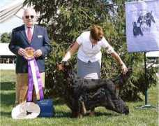 gordonsetter.com.au Nodrog