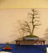 bonsai4me.com Noelanders