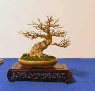 bonsai4me.com Noelanders