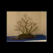 kevinwillsonbonsai.com Noelanders