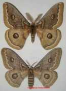 saturniidae-web.de Noeris