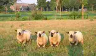 handelaj.nl Noeverman