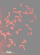 bioweb.ensam.inra.fr Nohata