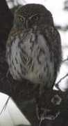 oiseaux.net Noiroux