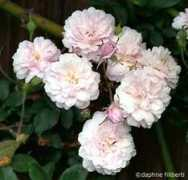 rosegathering.com Noisette