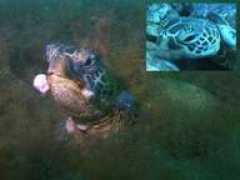 turtles.org Noket