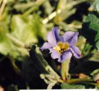 nathistoc.bio.uci.edu Nolana